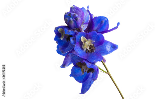 Leinwand Poster blue delphinium flowers isolated