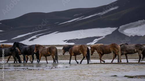 The beautiful Icelandic horse wading across a river  deep inside the central highlands of Iceland. The small  pony-sized horse has adapted to the harsh environment of the sub-arctic country.