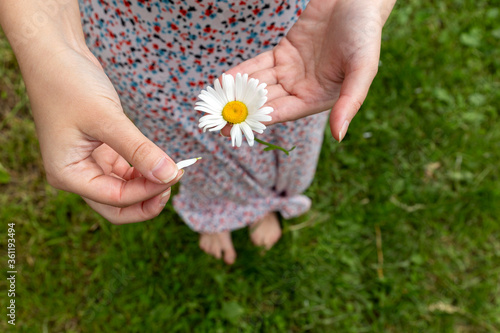 Girl divines on a chamomile. Close up of female hands tearing off daisy petals photo