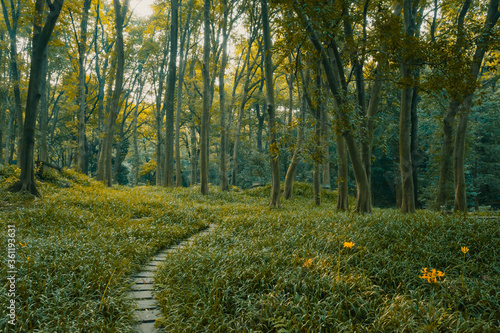 Footpath in woods in Hangzhou Botanical Garden in Hangzhou, China