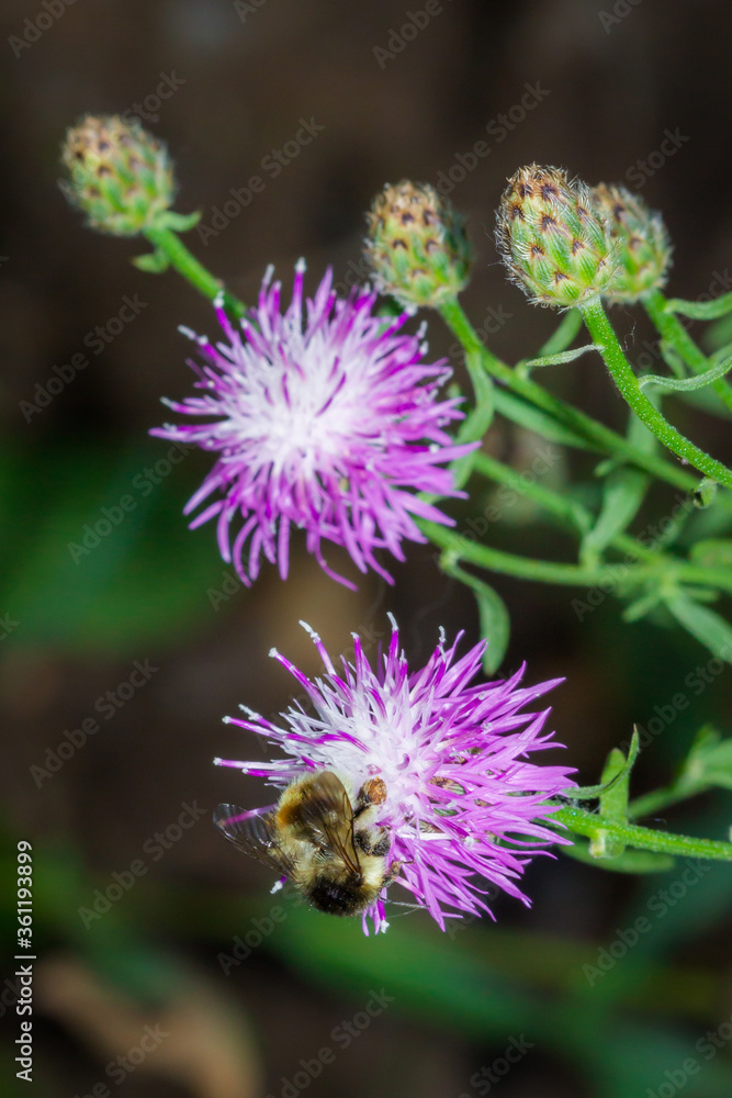 Honey bee and the brown cnapweed (lat. Centaurea jacea)