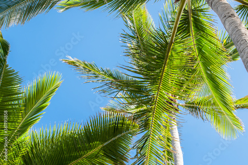 Palm tree fronds overhead