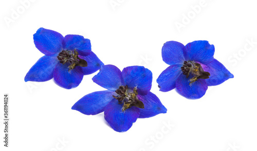 Fényképezés blue delphinium flowers isolated
