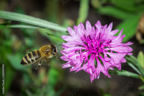 Honey bee and a pink cultivar of the cornflower (lat. Centaurea cyanus) © Elena Volgina