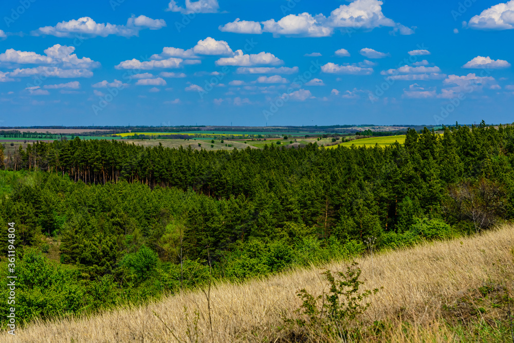 Green forest and fields under the blue sky. Summer landscape