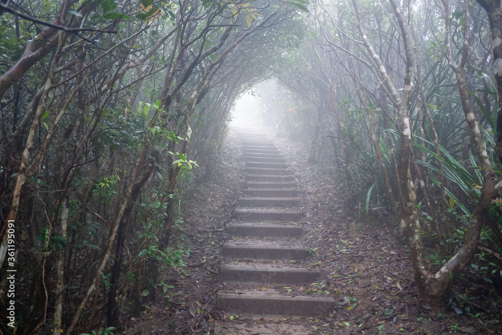 Obraz premium foggy hazy trail surrounded by trees