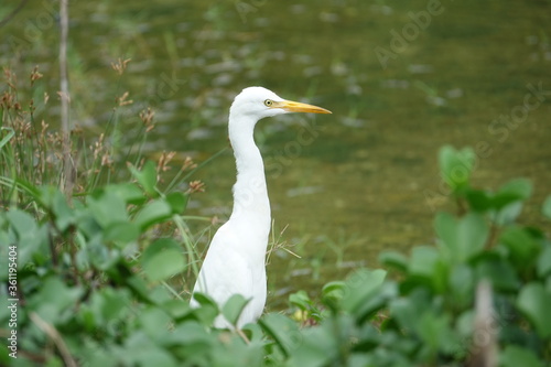 Great white heron at rivers edge 
