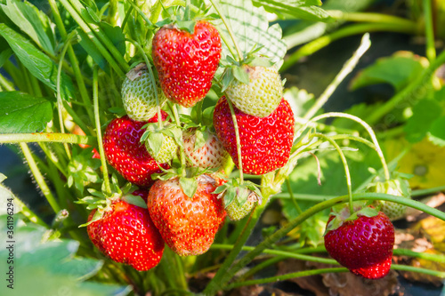 Strawberry plant. Wild strawberry bushes. Strawberries in growth at garden. Ripe berries and foliage strawberries in the garden on the bed.