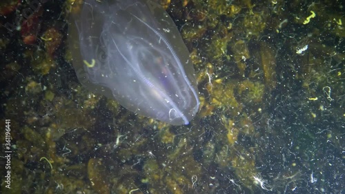 Ctenophores, comb invader to the Black Sea, jellyfish Mnemiopsis leidy. Ukraine photo