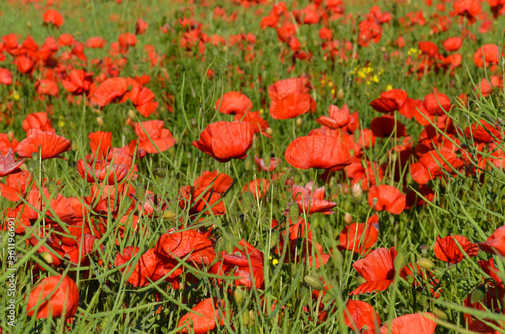 Obraz premium Rapsfeld mit Mohnblumen