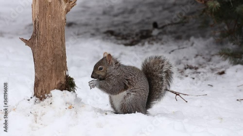 Eastern gray squirrel on snow in Wisconsin.
