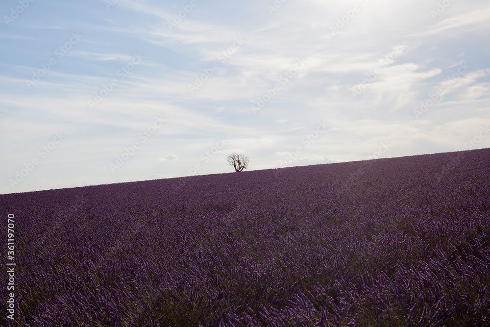 Obraz premium l'arbre solitaire dans le champs de lavande