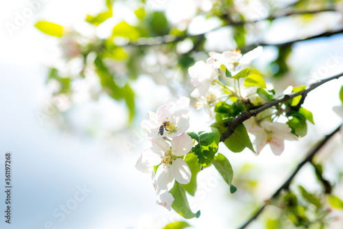 Beautiful blooming tree at light blue sky background. Spring floral texture. Copy space. Natural bokeh, tenderness. Bee on flower, focus on bee