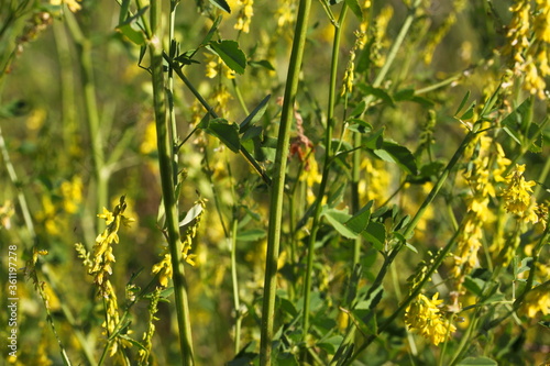 Closeup texture of some yellow melilot plants in bloom   Melilotus officinalis   with blossoms  green leaves and stems on a meadow