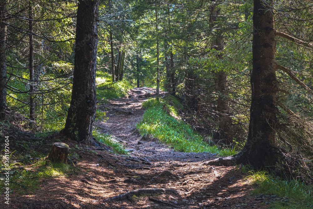 Naklejka premium Schattiger Pfad durch Wald