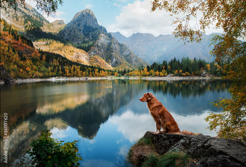 dog on a stone on a mountain lake in autumn. Traveling with a pet. red Nova Scotia Duck Tolling Retriever on nature background