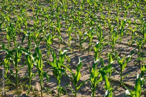 Corn field treated with chemicals for the destruction of weeds.