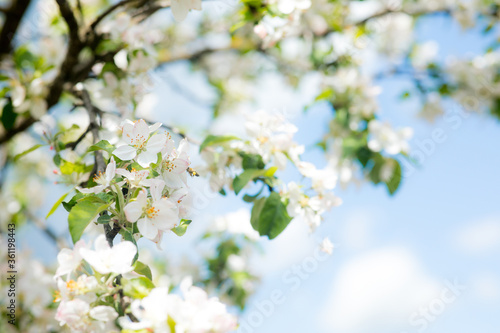 Close up view of bee collects nectar and pollen on a white blossoming cherry tree branch. White flowers of the cherry blossoms on a spring day in the garden. Hard work on a sunny spring day.
