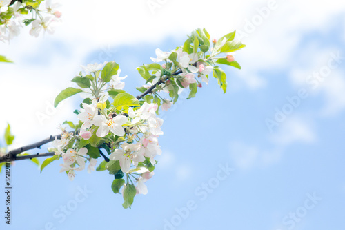 A white cherry or plum flower and a bee on it in the garden in spring. Sun glare on the background