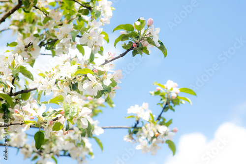 A white cherry or plum flower and a bee on it in the garden in spring. Sun glare on the background