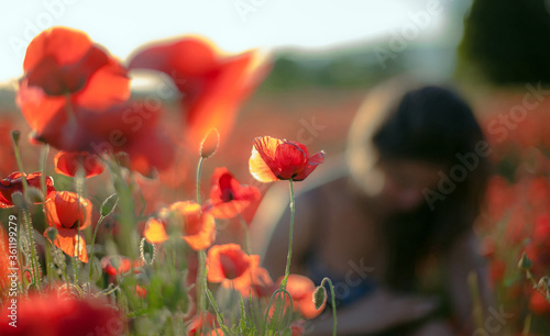 coquelicots