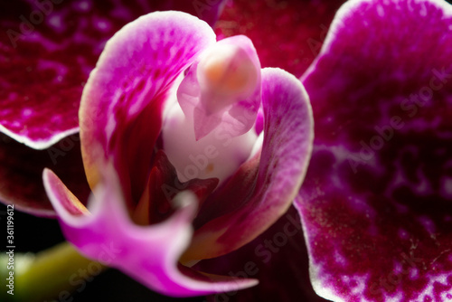 Close up of orchid flower. The concept of nature and plants. Visible flower elements, boat, sail, wings.