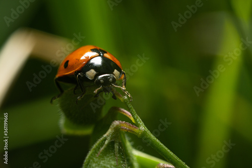 A ladybug climbing on the grass. The concept of nature, insects. Lively nature in the grass.