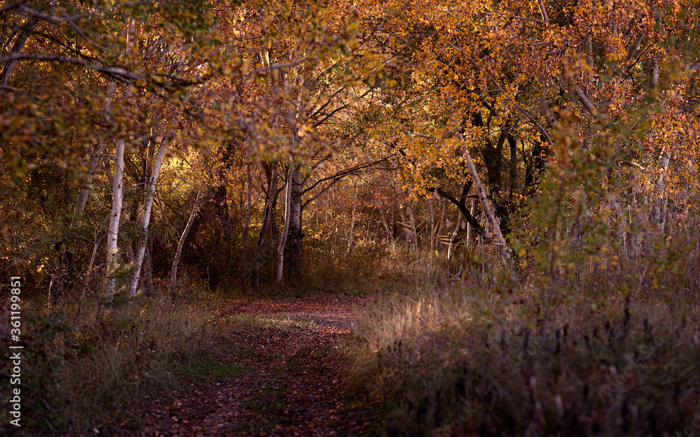 Fototapeta premium sous-bois