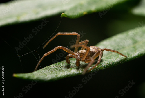 A spider on a leaf. The concept of arthropods, arachnids. The spider winds its cobweb.