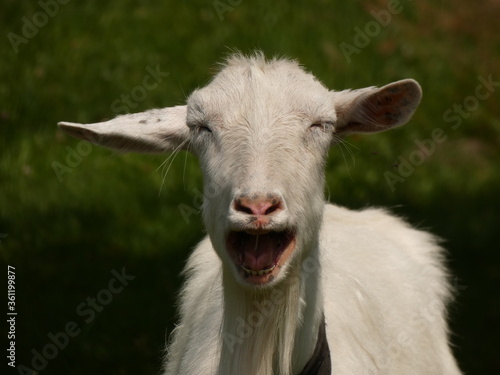White goat bleating - portrait of a funny white goat bleating, Ukraine