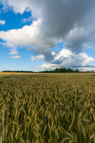 Getreidefeld mit Gewitterwolken