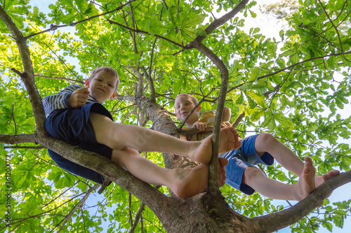 Funny naughty children boys climb barefoot on tree. Kids hide fr