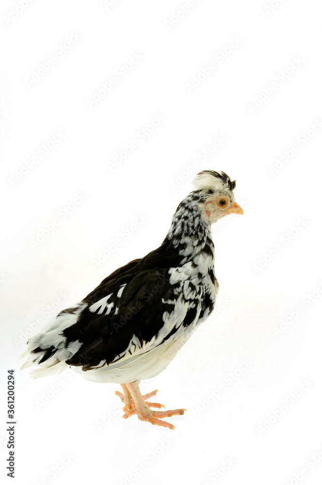 Chicken, chicken wing on a white background Chicken, chicken wing on a white background