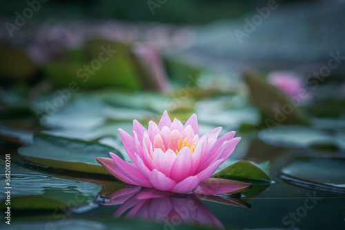 Fototapeta Naklejka Na Ścianę i Meble -  pink lotus flower or waterlily 