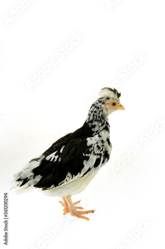 Chicken, chicken wing on a white background