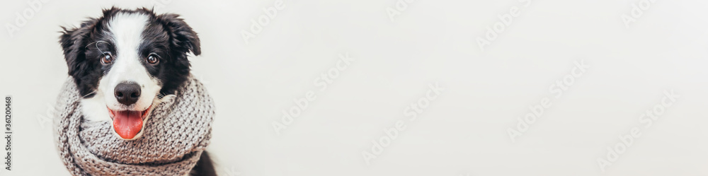Funny studio portrait of puppy dog border collie wearing warm clothes