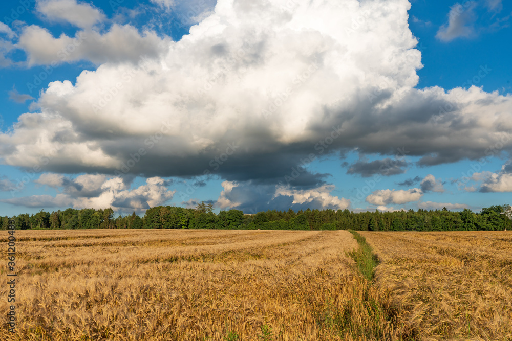 Vom Unwetter stark mitgenommenes Getreidefeld Vom Unwetter stark mitgenommenes Getreidefeld