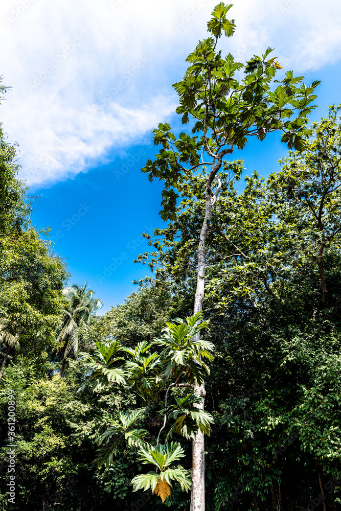 Obraz premium Breadfruit (Artocarpus altilis)