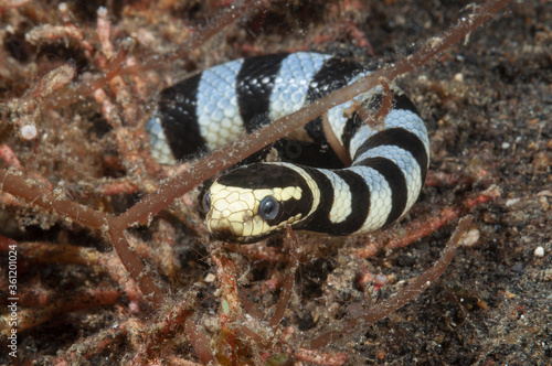serpente di mare bocca gialla, Laticauda colubrina