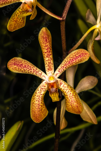 Aranda Orchid 'Deborah' (Arachnis hookeriana x Vanda lamellata) photo