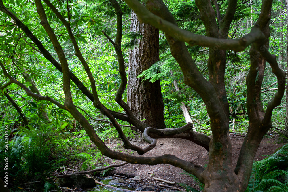 Woodland view in summer time. Freestyle tree trunks and branches revealing the flourishing aspect of the season. Woodland view in summer time. Freestyle tree trunks and branches revealing the flourishing aspect of the season.
