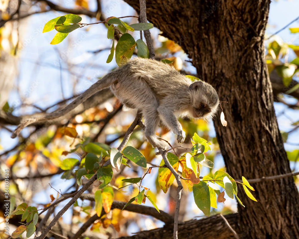 Fototapeta premium young vervet monkey in the trees