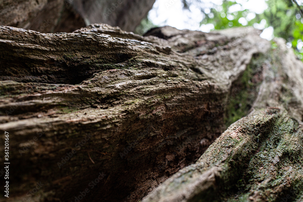 Closeup shot of tree bottom featuring the rough texture of the bark. Closeup shot of tree bottom featuring the rough texture of the bark.