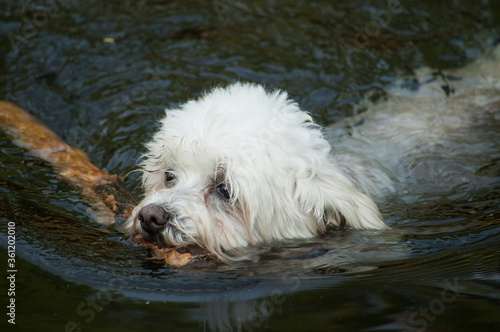 white dog in water