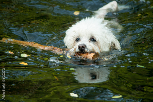 white dog in the water