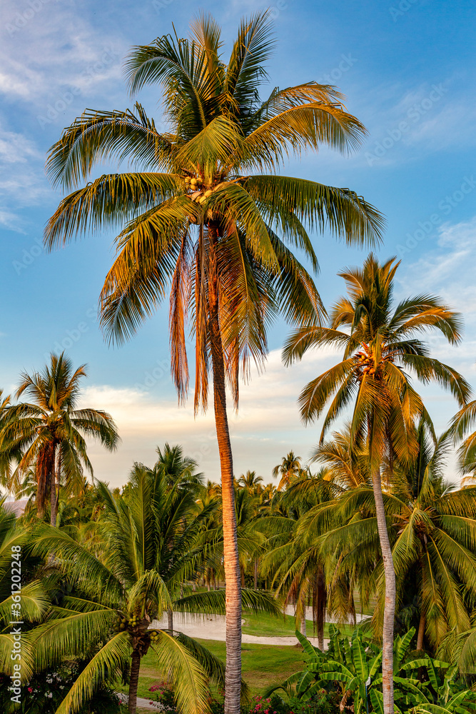 Coconut Palms