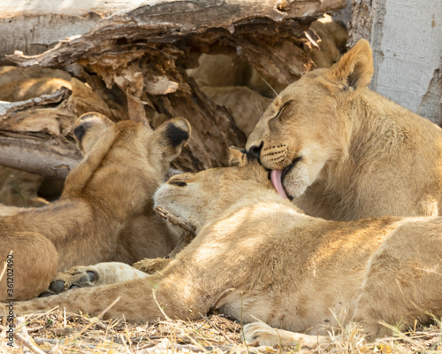 Lions grooming each other
