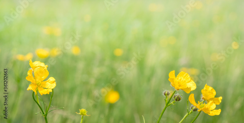 Wildflowers banner background close-up selective focus copy space