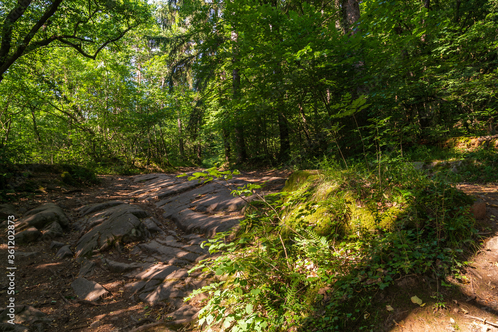 A path in the Monticolo forest full of summer greenery in Italian South Tyrol A path in the Monticolo forest full of summer greenery in Italian South Tyrol