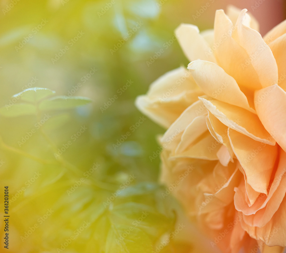 bud of blooming beige roses in the garden on a summer day bud of blooming beige roses in the garden on a summer day